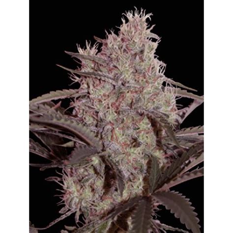 Jack Widow Seeds From Seed Makers Are Top Of The Line High Quality And