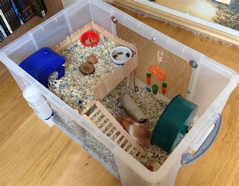 Hamster Diy Hamster Care Hamster Habitat