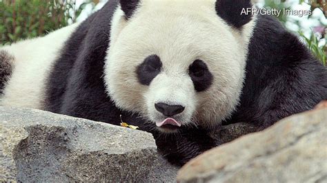 Cause Of Panda Cub Death Still Unclear Cnn