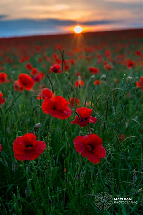 Poppy Field At Sunset