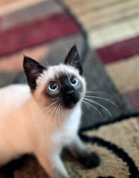 Siamese Cat Crying Like A Baby Domainecooncatsny