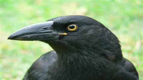 Mail Suspended In Canada After Crow Attacks