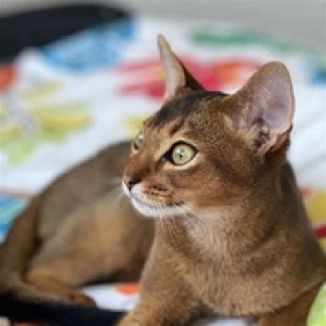 Abyssinian Kittens For Sale Pets4homes