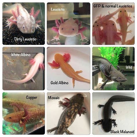 Axolotl Color Chart Raquariums