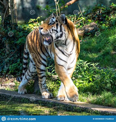 The Siberian Tigerpanthera Tigris Altaica In A Park Stock Photo