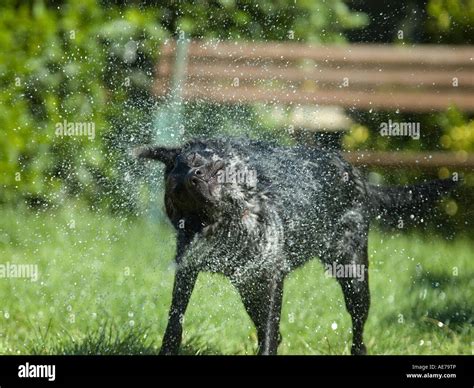Very Wet Dog Shaking Water Off Stock Photo Alamy