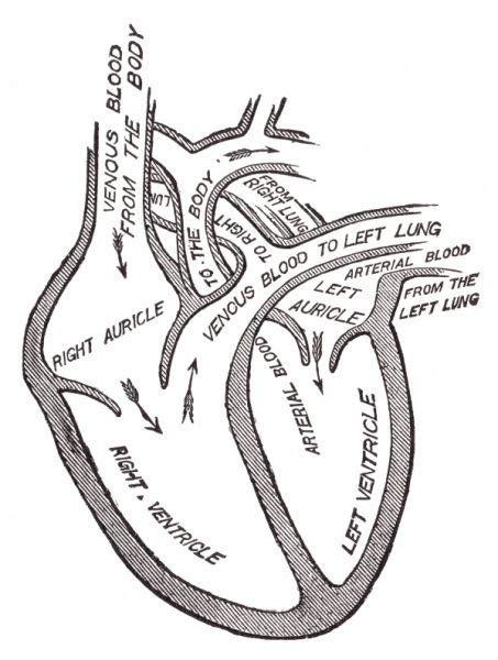 Anatomical Heart Drawing At Getdrawings Free Download