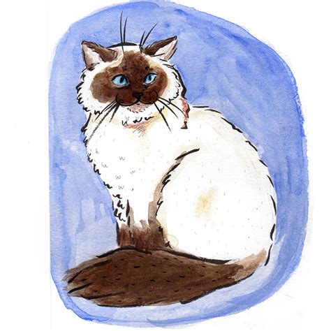 Ragdoll Cat Paintings On Behance