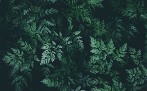 Download Wallpaper 3840x2400 Leaves Green Dark Plant 4k Ultra Hd 1610 Hd Background