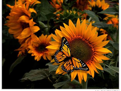 High Resolution Monarch Butterfly Wallpaper