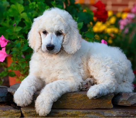 250 Perfect Poodle Names Awesome Ideas For Naming Your Poodle