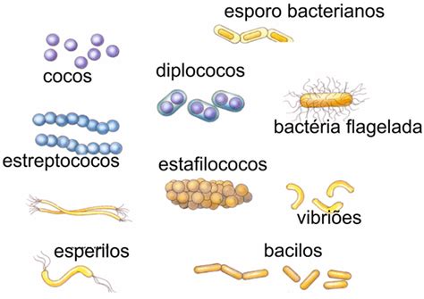 Bactérias Microbiologia Biologia Educação