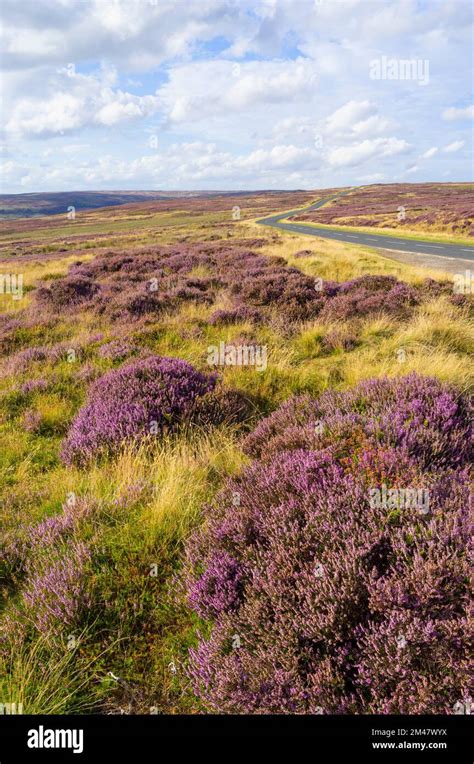 Purple Heather On The Moors Of The North Moors National Park North