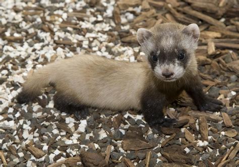 Suzys Animals Of The World Blog The Black Footed Ferrets