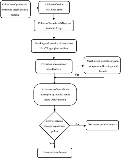 Flow Chart Describing The Isolation Of Urease Positive Bacteria From