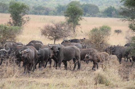Animals At Ruaha National Park Stock Image Image Of Landmost