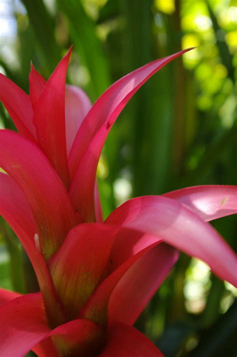 All true lilies are grown from a bulb of overlapping scales. Lilies and Other Flowers - PentaxForums.com