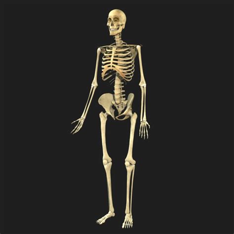 3ds Max Skeleton Body Bone Skull