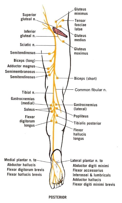 Sciatic Nerve Course Divisions And Served Muscles Therapy