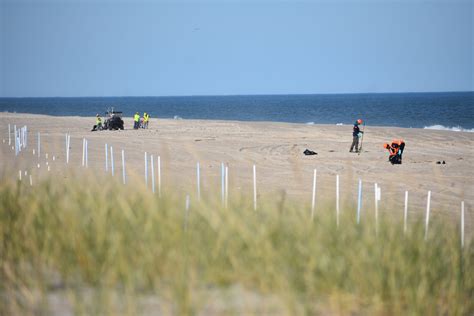 Oil Clean Up Workers Combing Beaches Looking For Oily Debris And Sand