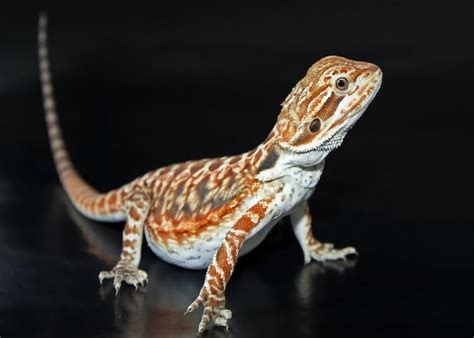 The Definitive Guide To Fancy Bearded Dragons Everything Reptiles