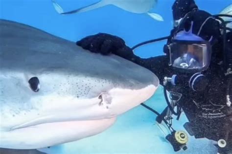 Man Befriends Affectionate Shark Shows Theyre Not Evil