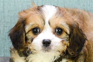 Get a boxer, husky, german shepherd, pug, and more on kijiji kijiji alerts are an email notification service where kijiji users can have the newest ads sent to your email address. Cavachon Puppies For sale in Ohio Columbus, Dayton, Toledo ...
