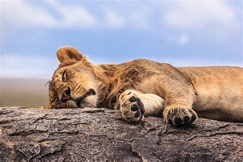 We did not find results for: 6 of the Sleepiest Animals - The Rise & Shine