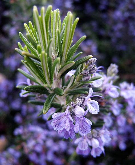 Pin By Penny Sommers On Secret Garden Rosemary Plant Planting Herbs