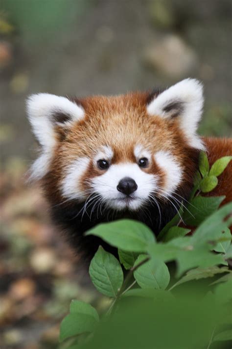 Wild Diary “ Red Panda Mark Dumont ” Vahşi Hayvanlar Sevimli