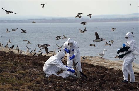 Bird Flu Prevention Zone Declared Across Britain In Devastating Outbreak