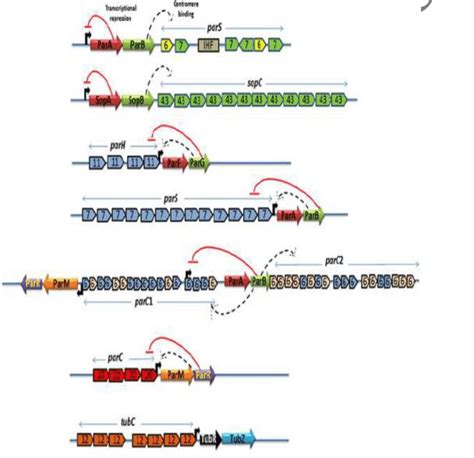 Genetic Organization Of Par Loci In Different Genome Partitioning