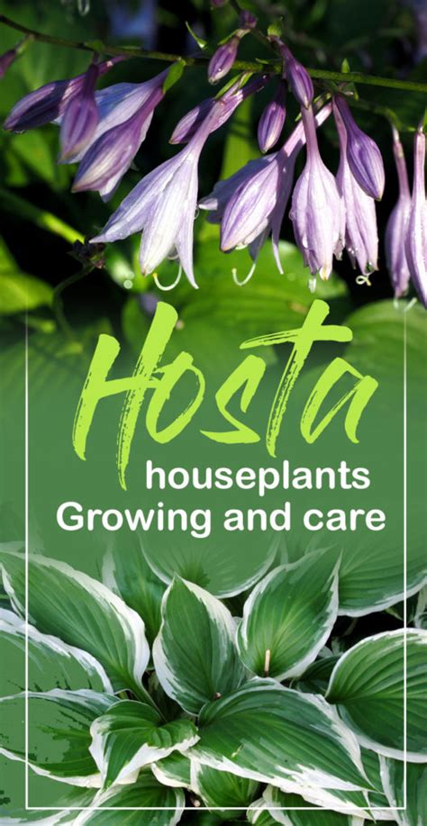 How To Grow Hosta Plant Growing Hostas Indoor And Its Care Naturebring