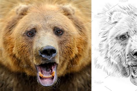 Bear Portrait Drawn Pencil Custom Designed Illustrations ~ Creative