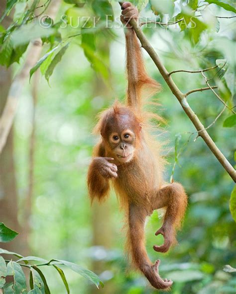 Baby Animal Photography Cute Baby Orangutan Photo Print