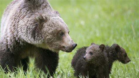 Kootenay Grizzly Mom And Cubs Prompt No Stopping Zone