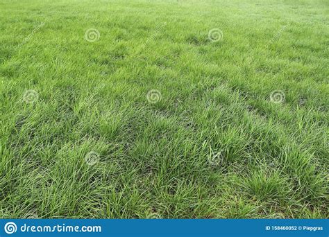 Detailed Close Up View On A Green Grass Texture In A Field In Summer