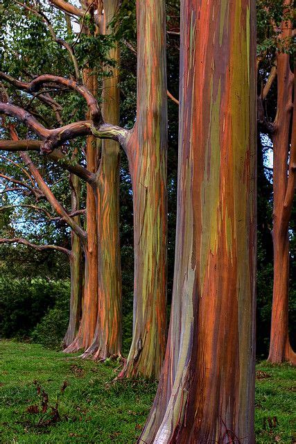 Rainbow Eucalyptus Road To Hana Maui Rainbow Eucalyptus Tree