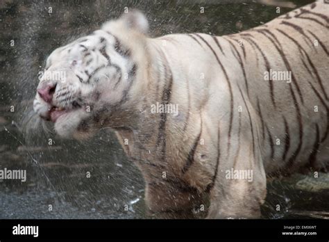 White Bengal Tiger Stock Photo Alamy