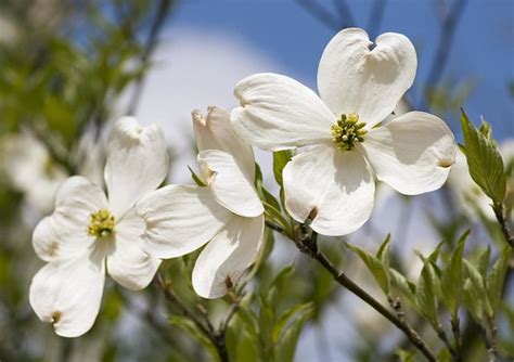 Dogwood North Carolinas State Flower This Is Our State Flickr