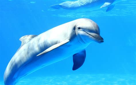 Gray Dolphin Dolphin Sea Underwater Animals Hd Wallpaper