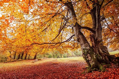 Beautiful Autumn Romantic Forest High Quality Stock Photos ~ Creative