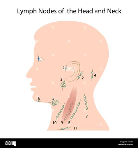 Lymph Nodes Of The Head And Neck Stock Photo Alamy