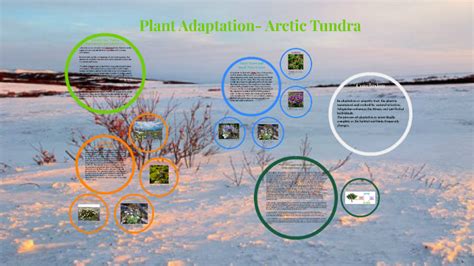 Plant Adaptation Arctic Tundra By Jiya Kurian On Prezi