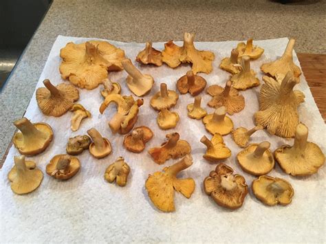 Chanterelle Mushrooms Kentucky All Mushroom Info