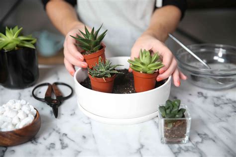 Tips For How To Grow Succulents