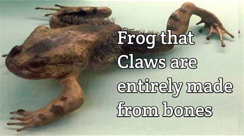 Hairy Frog Frog That Breaks Its Own Bone To Expose The Claws For Defense Youtube