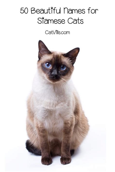 50 Beautiful Siamese Cat Names For Your Elegant Kitty