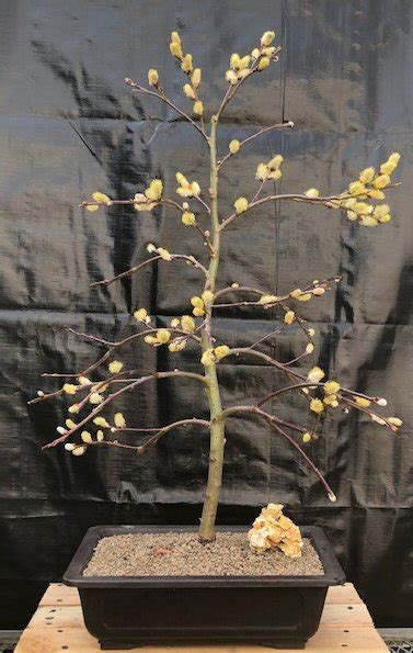 Flowering Weeping Pussy Willow Bonsai Tree Salix Caprea Pendula