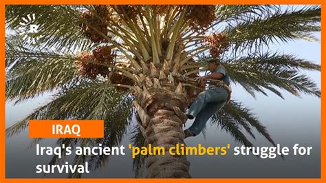 Iraqs Ancient Palm Climbers Struggle For Survival Youtube